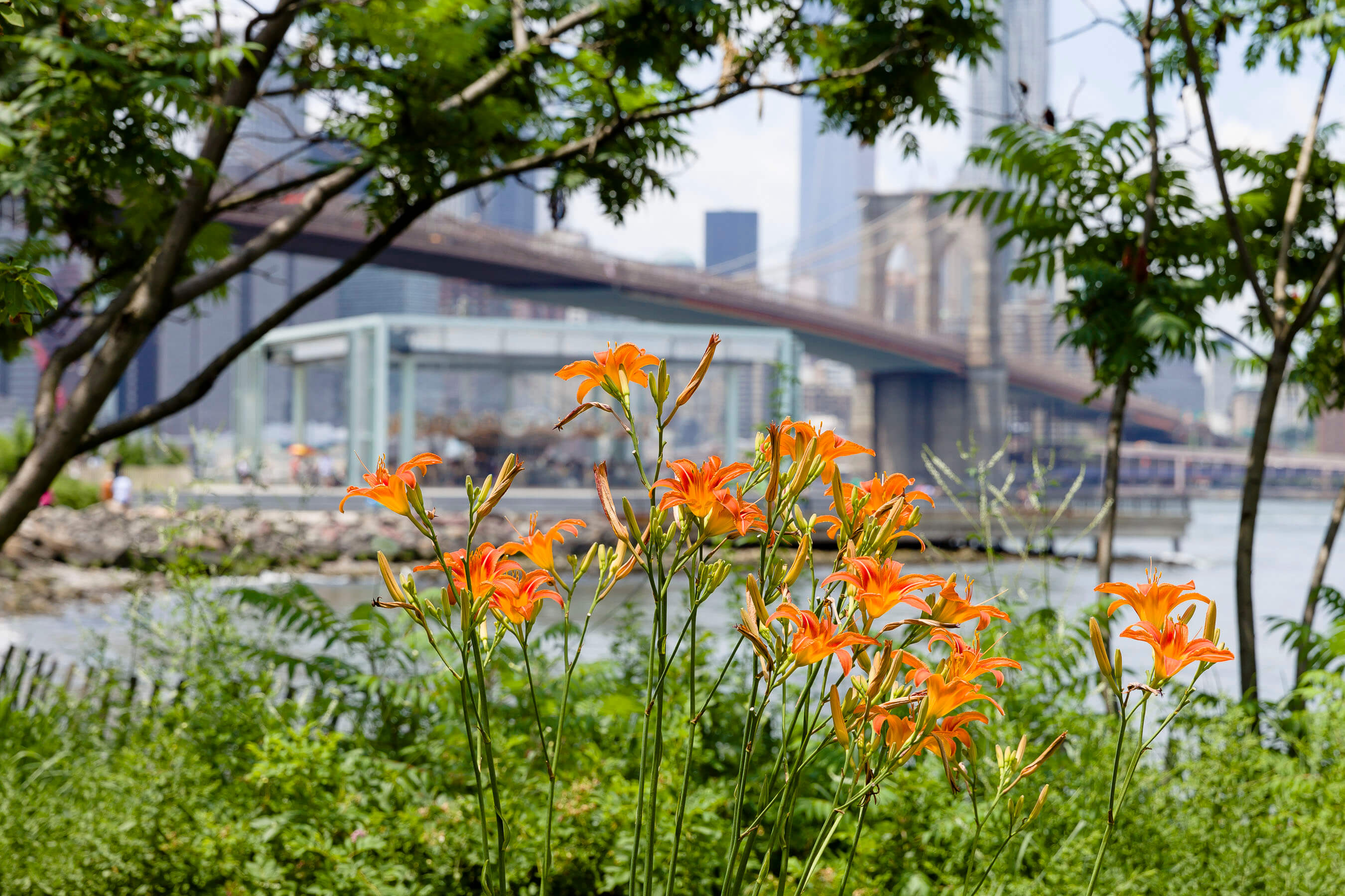 Image result for brooklyn bridge park flowers