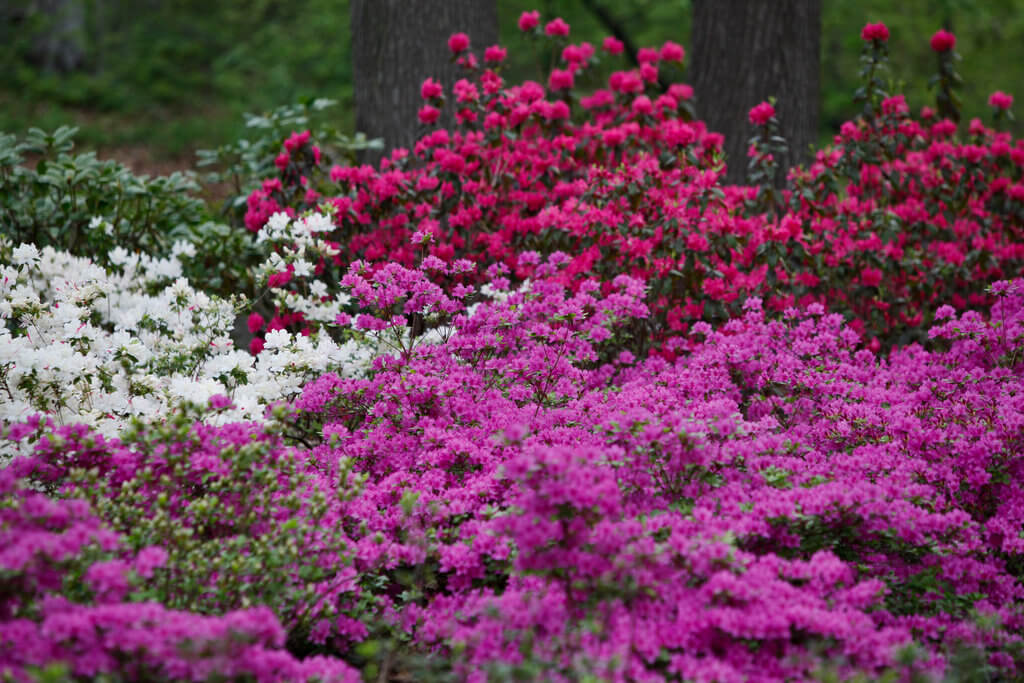 Image result for new york botanical garden azalea