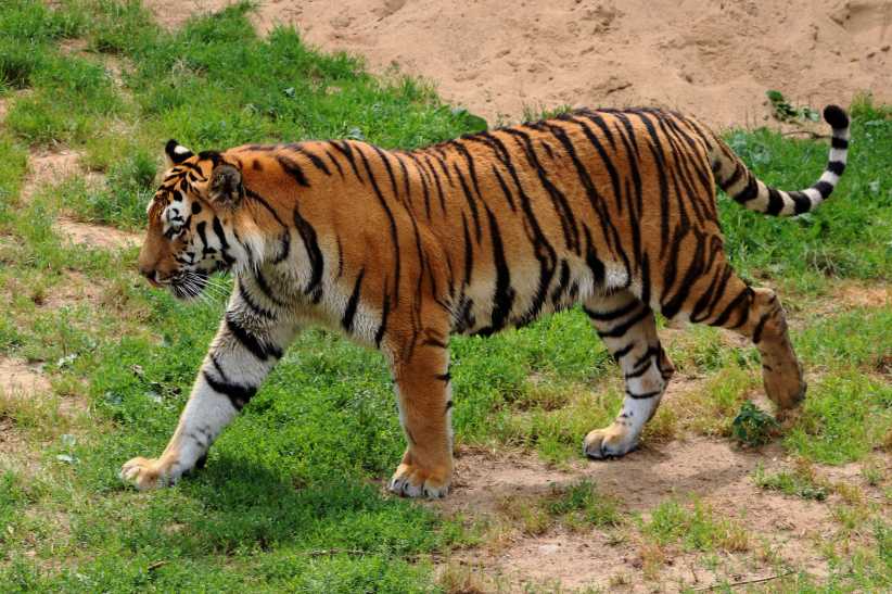 Queens Zoo: Spring Break Wild-Life Mini Camp