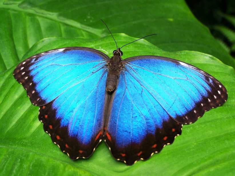 Flight Of The Butterflies 3D