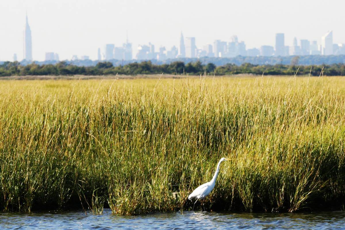 Image result for jamaica bay wildlife refuge