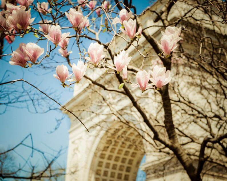 Image result for washington square park flowers