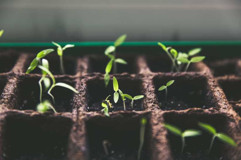 Spring Sprouts: An Event for Children with ASD