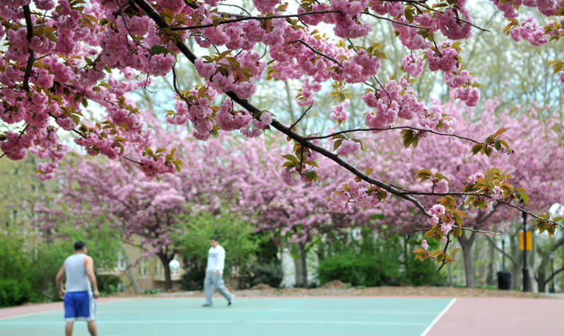 Image result for Crabapple blossoms and Magnolia trees in prospect park