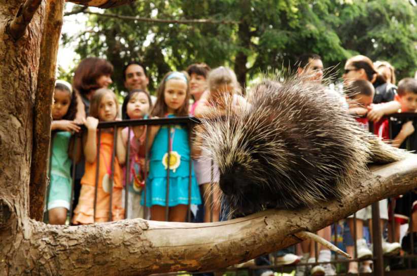 Stroller Safari