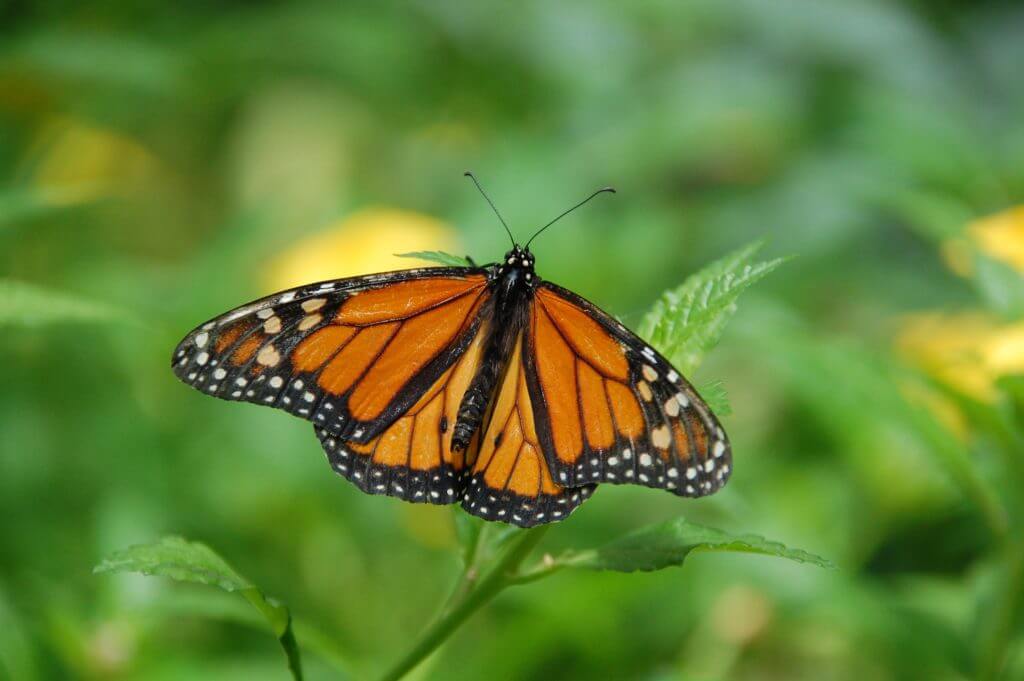 Flight Of The Butterflies 3D