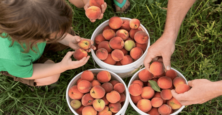 Demarest Farms