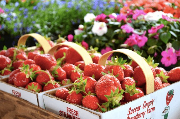 Sussex County Strawberry Farm