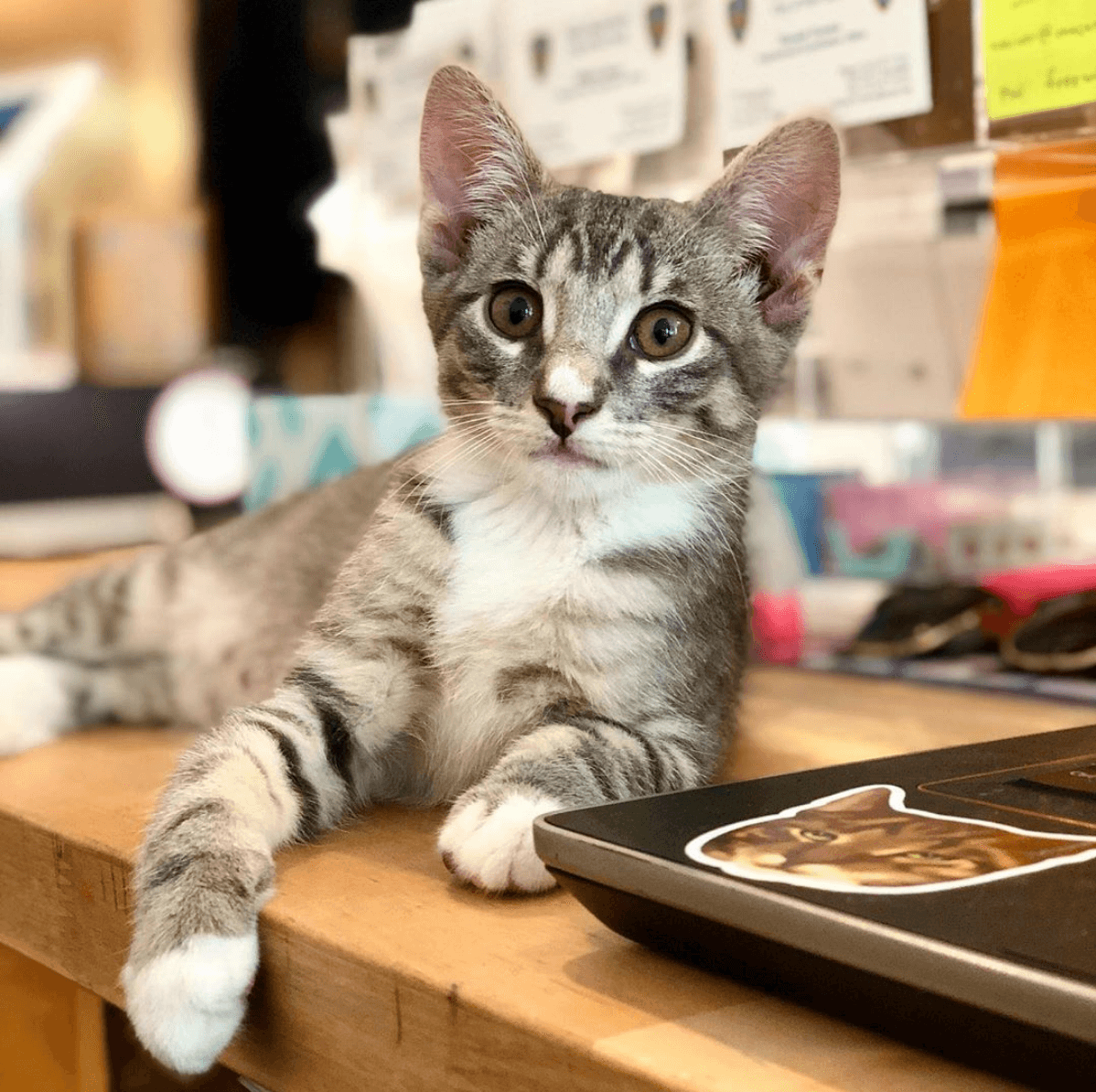 a gray and white cat sits on a table next to a laptop and stares into the camera