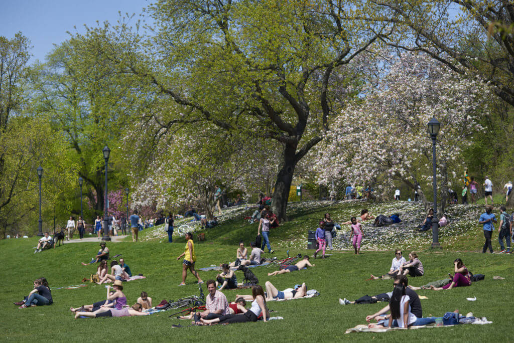 Your Picnic Paradise: The Finest Guide to Fun and Food in NYC