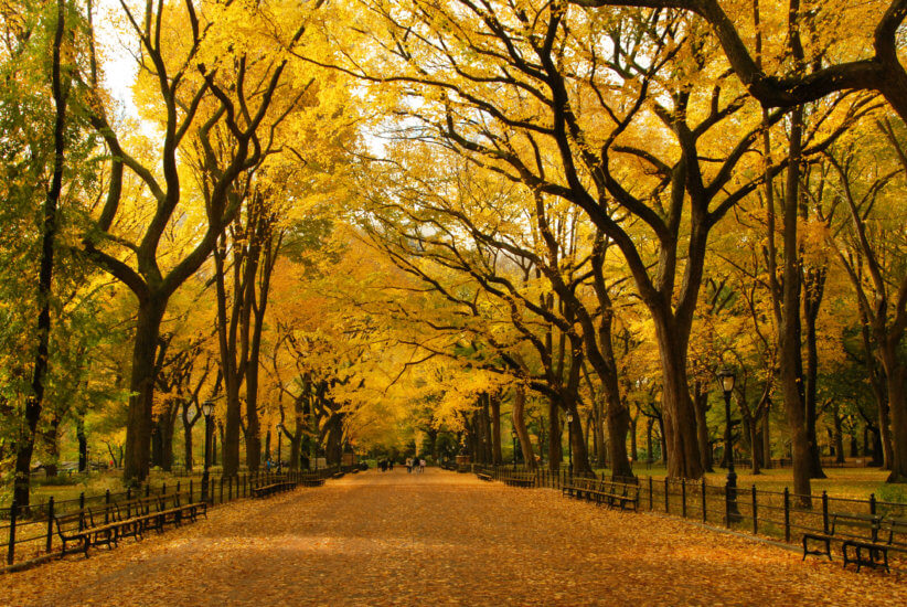 The Mall during Fall