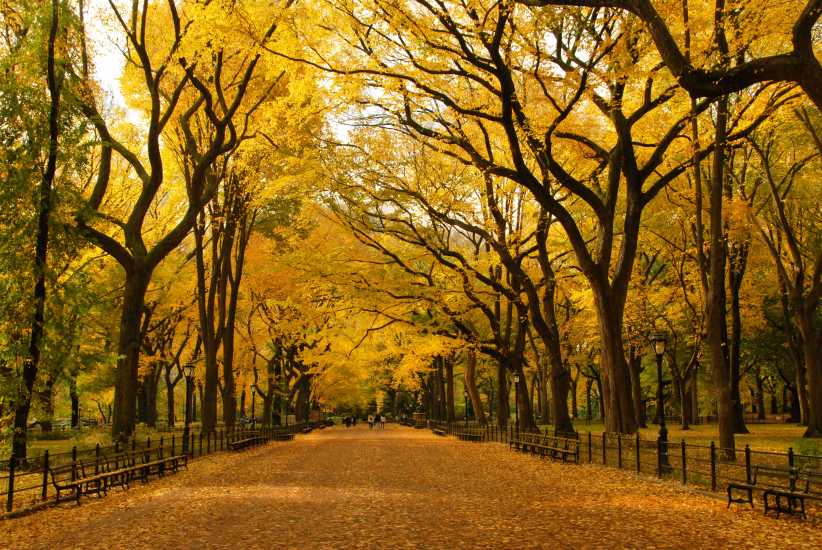 A long, wide pathway in Central Park is lined with benches and tall trees covered in bright yellow autumn leaves, with fallen leaves on the ground.