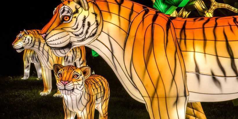 Holiday Lights at Bronx Zoo