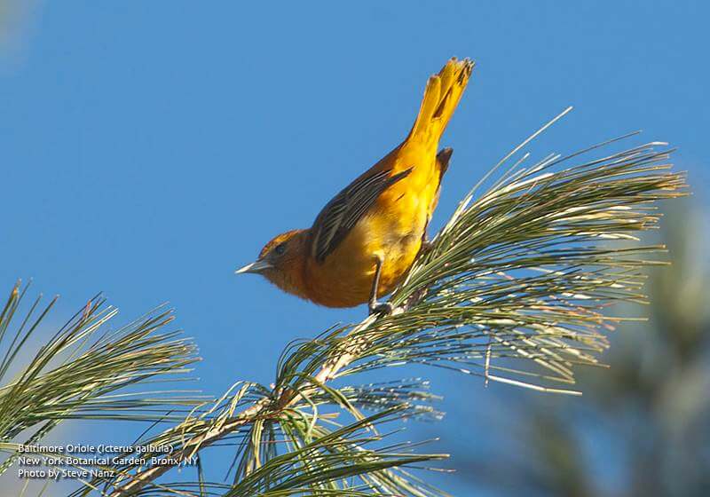 Annual Bird Count – Fordham