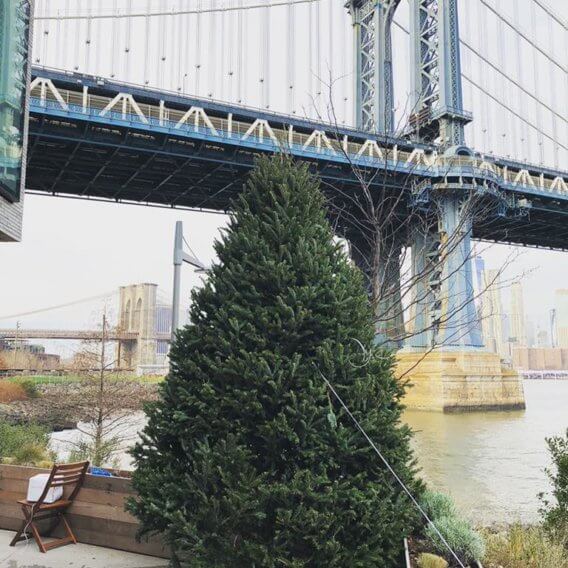 christmas-tree-in-front-of-bridge.jpg