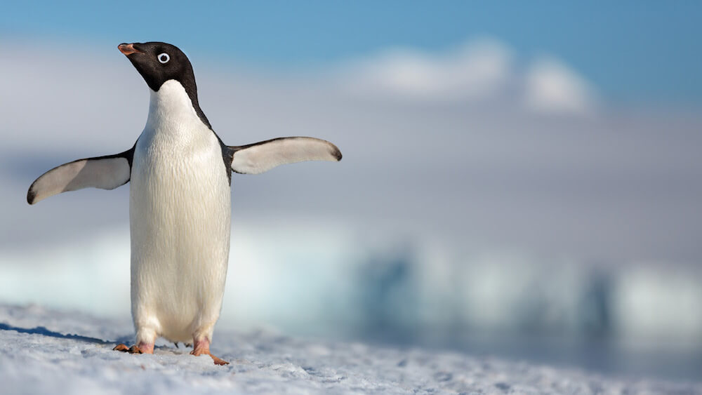 Penguins 