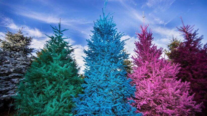 Cut Your Own Christmas Tree Farms Near New York City