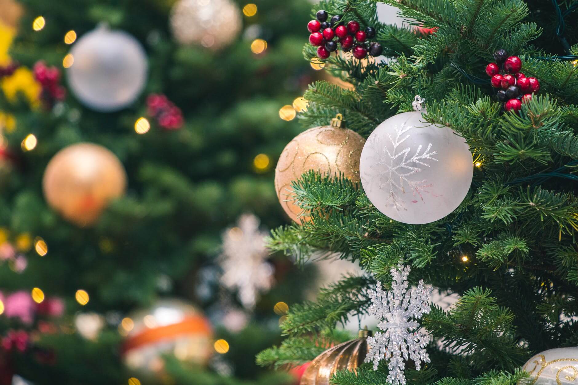 Live christmas tree delivery nyc