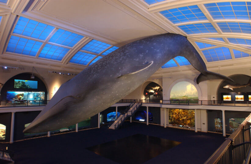 whale at the american museun of natural history