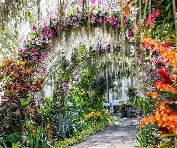Lush greenhouse walkway with hanging orchids and tropical plants, featuring a floral arch, vibrant colors, and a stone path beneath.
