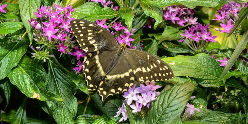 butterfly on a green plant