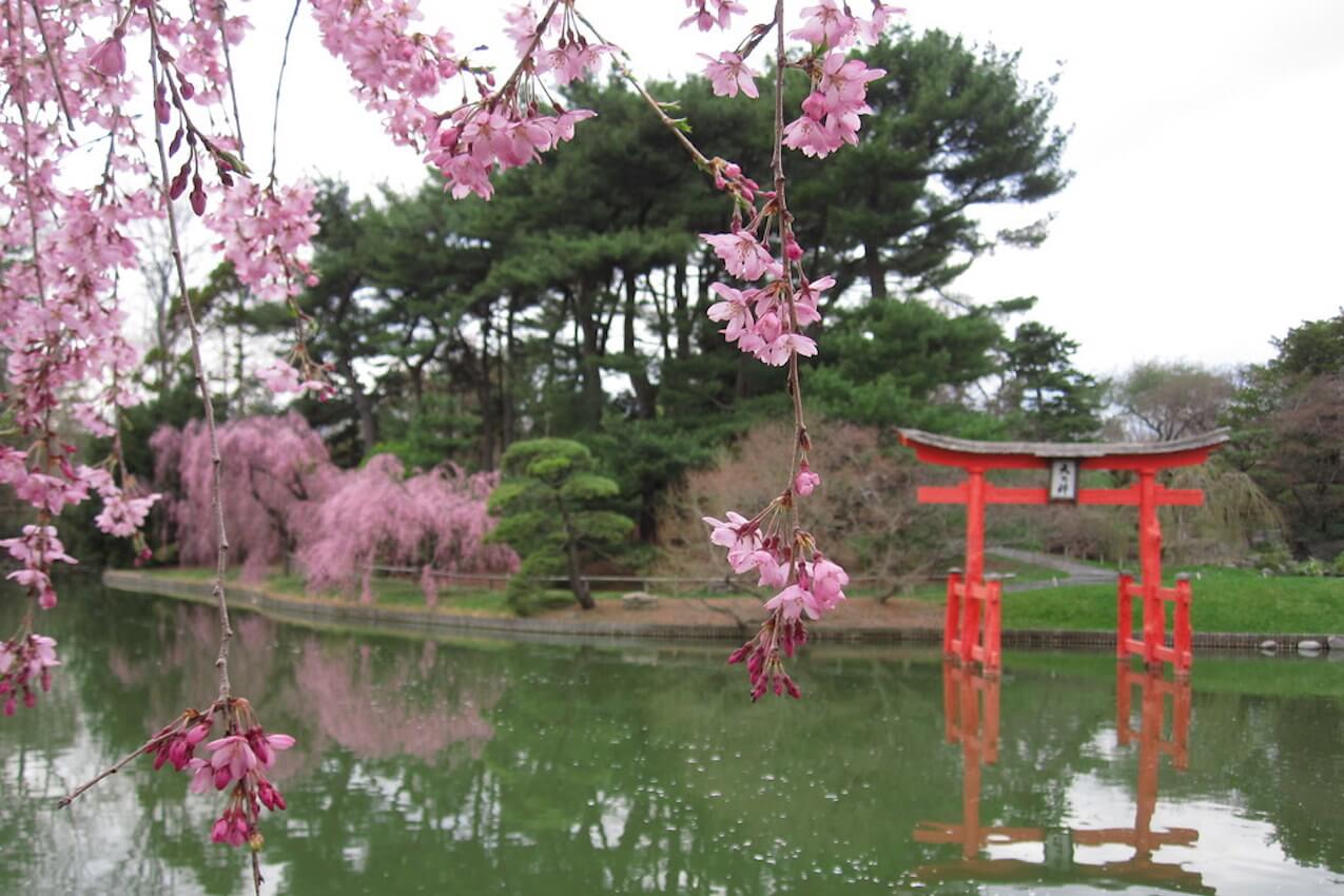 Sakura Matsuri Cherry Blossom Festival - Crown Heights