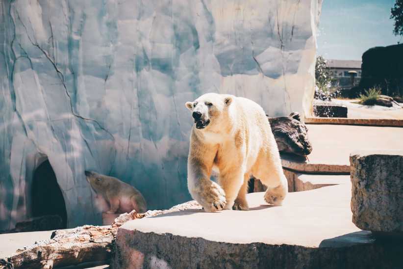 Polar Bears Festival – Upper West Side