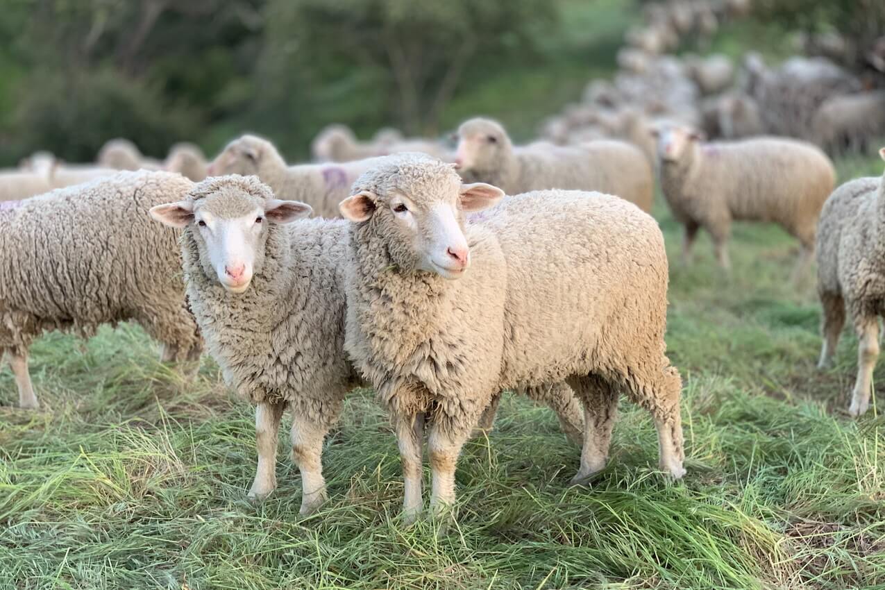 Sheep Shearing Festival - Floral Park
