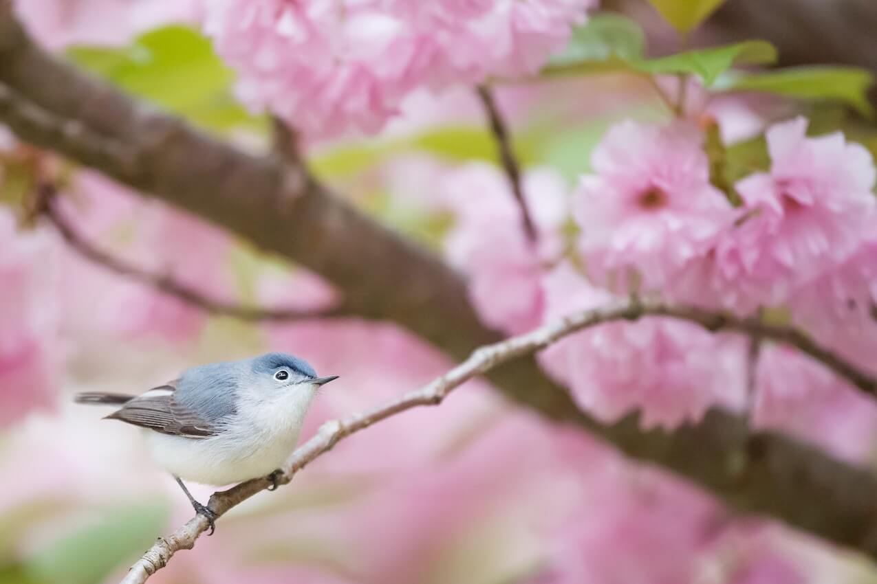 Spring Birding - Hudson Hill