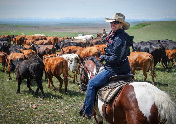 Cattle driving like in the old west