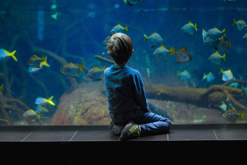 new sea life aquarium opening