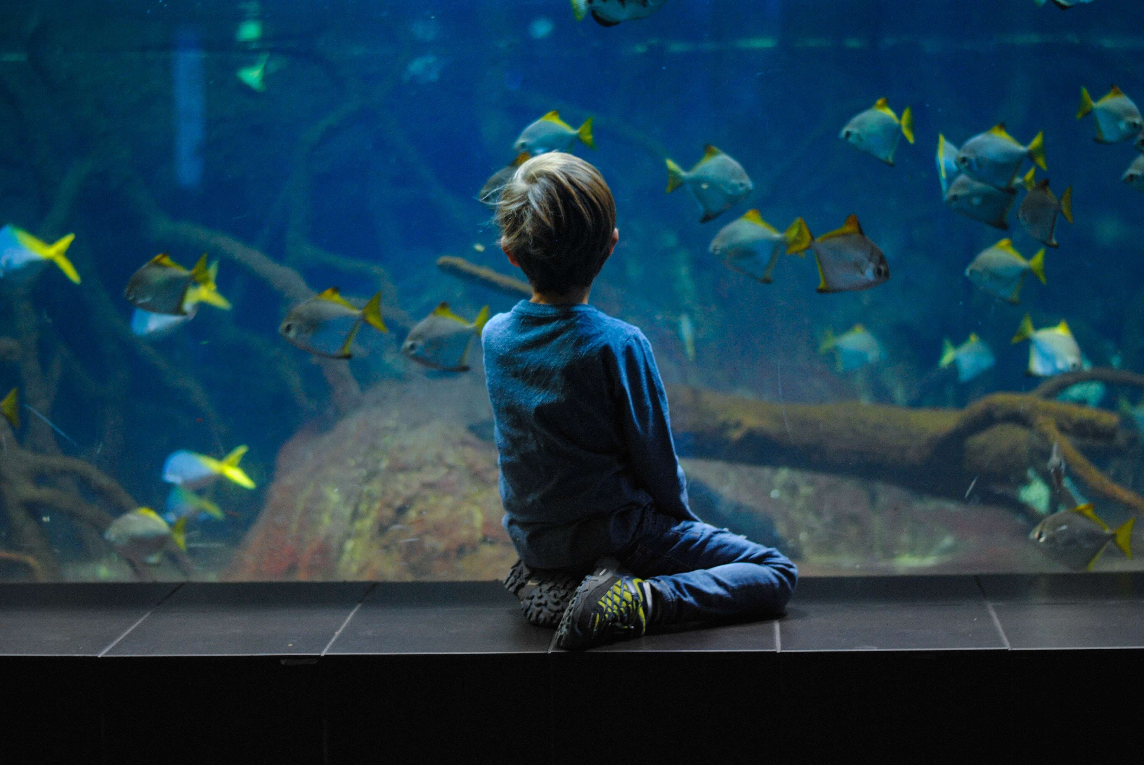 SEA LIFE AQUARIUM TOUR 2021 - Inside the Mall of America 