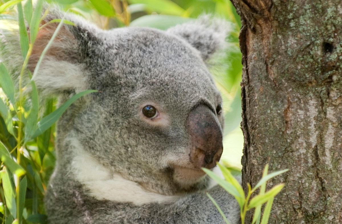 Virtual Zoo Tours Meet the Zoo’s Wildlife From Home Bronx Times