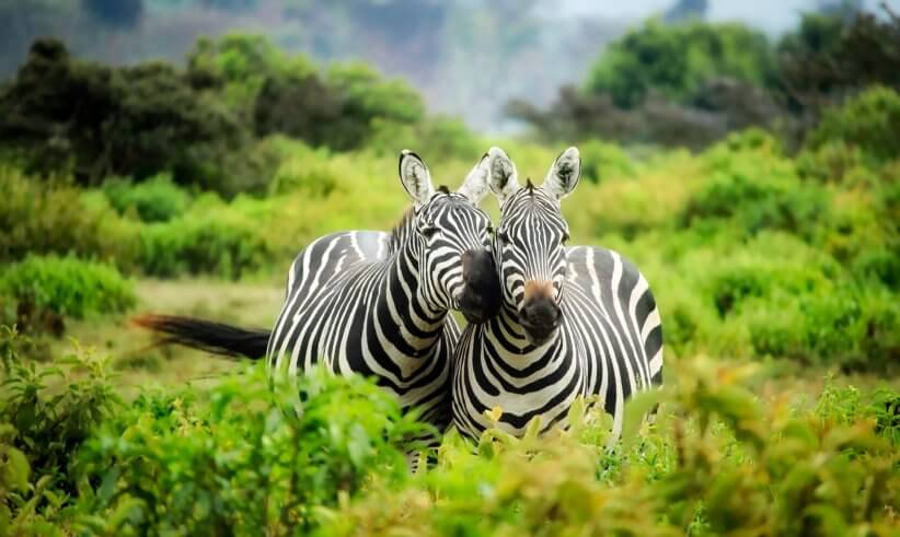 two zebras