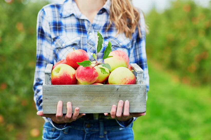 apple picking 2020