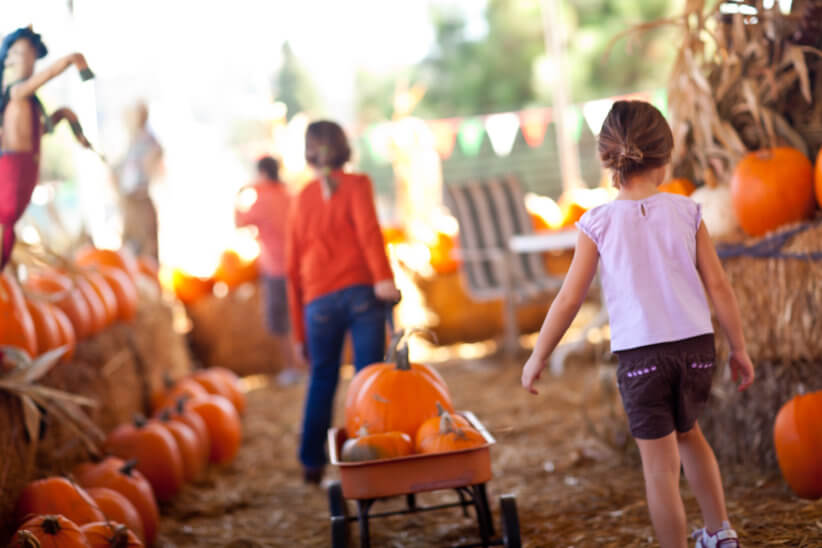 New York has some of the best pumpkin farms 