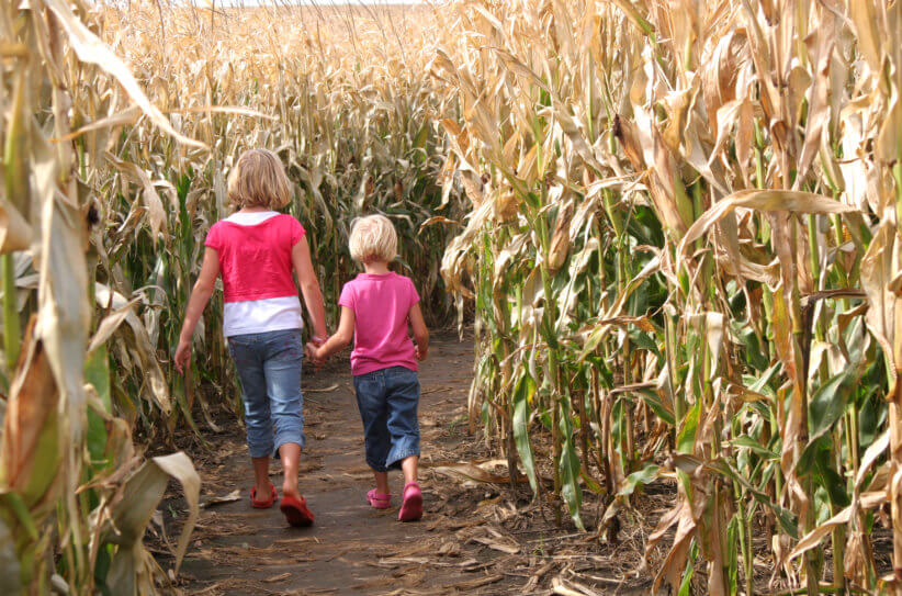 corn mazes