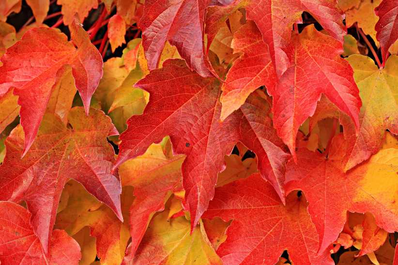The Fall Escape - Queens County Farm