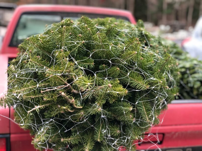 christmas tree delivery nyc