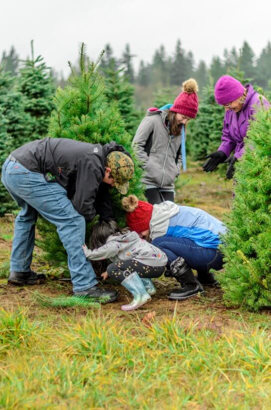 Family choosing their Christmas tree 