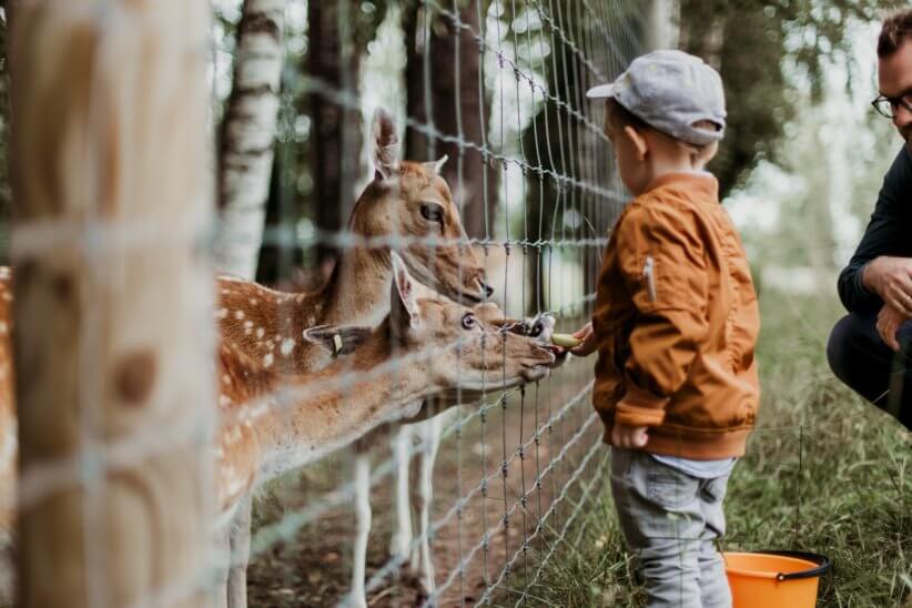 A little boy feeding deer through a wire gate, presumably at a New York petting zoo.