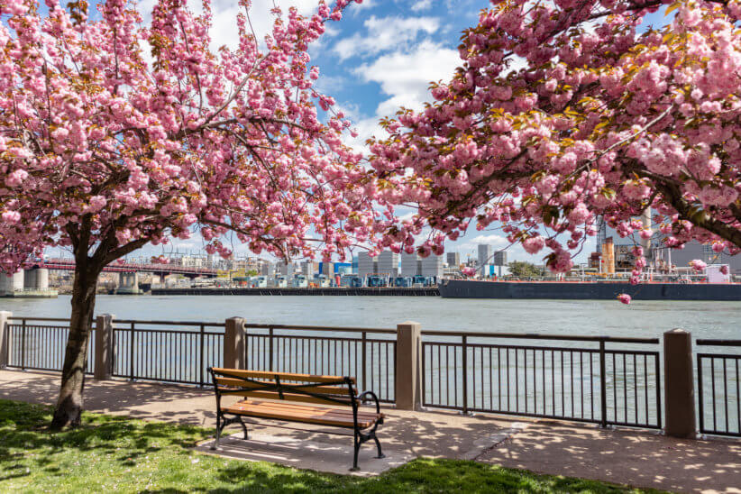 cherry blossoms