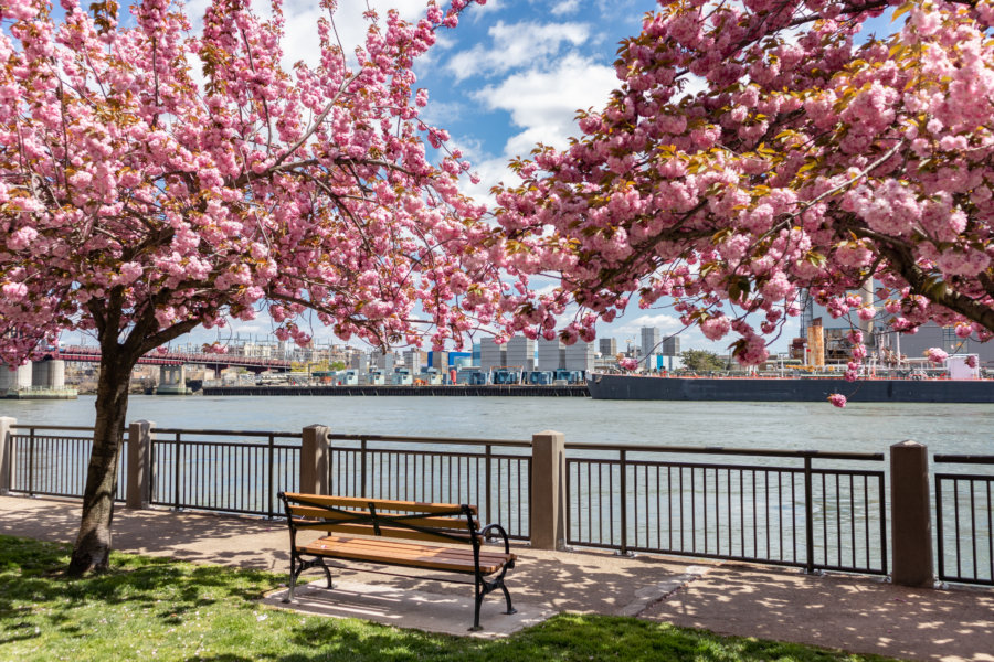 Cherry Blossoms in NYC Celebrate in All Kinds of Ways! New York Family