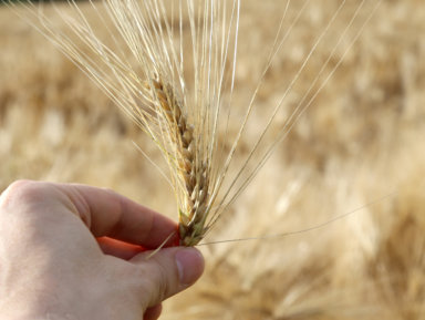 hand of the young farmer holds ear of wheat