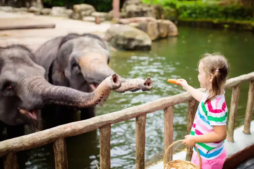6 Best Petting Zoos In and Near NYC