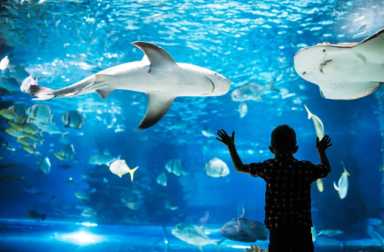 aquariums-near-rockland-county