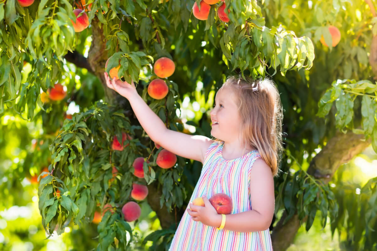 10 Best Peach Picking Places Near NYC – lineup-mag