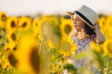 sunflower-mazes-near-rockland