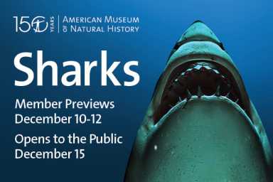 Your Awesome New York Kids Weekend