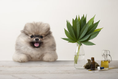 smiling pomeranian puppy dog and marujuana cannabis sativa weed
